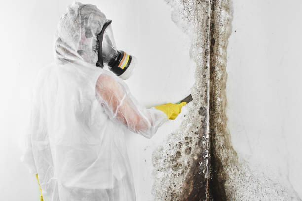 Best White Mold Remediation in Bay Springs, MS