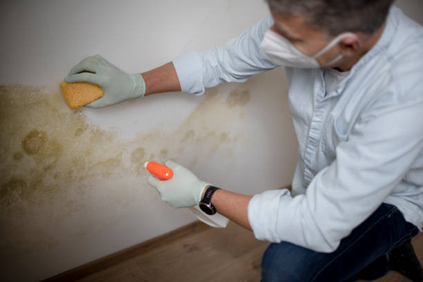 Best Black Mold Remediation in Bay Springs, MS
